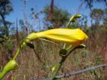 : - Adenocalymma peregrinum