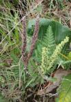 : - Anemia raddiana
