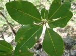 : - Aspidosperma subincanum