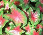 Elefantenohr - Caladium bicolor