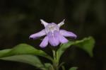: - Clistax brasiliensis