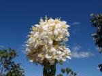 : - Deianira erubescens