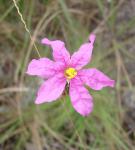 : - Diplusodon villosissimus