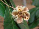 : - Esenbeckia leiocarpa