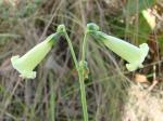 : - Chelonanthus alatus