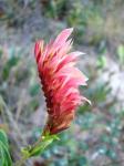 : - Lepidagathis floribunda