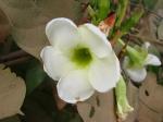 :-Mandevilla antennacea