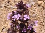 : - Marsypianthes montana