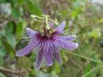Amethystblaue Passionsblume - Passiflora amethystina