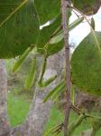 : - Plenckia populnea