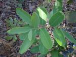 : - Salacia multiflora subsp. multiflora