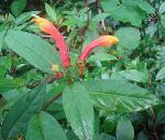 : - Centropogon solanifolius