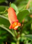: - Seemannia sylvatica