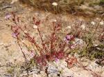 : - Siphanthera foliosa