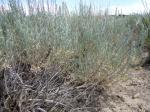 : - Artemisia cana subsp. viscidula