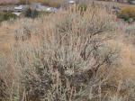: - Artemisia tridentata subsp. vaseyana