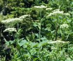 Wollige Herkulesstaude - Heracleum lanatum