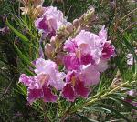 : - Chilopsis linearis