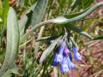 : - Cerinthodes oblongifolia