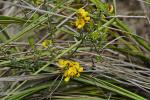 : - Aotus ericoides