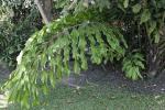 : - Arenga undulatifolia