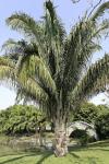 : - Attalea cohune