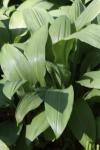 Bärlauch - Allium ursinum