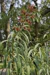 : - Clerodendrum indicum