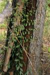 : - Capparis lasiantha