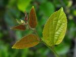 Chinesischer Zürgelbaum - Celtis sinensis
