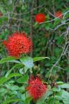 : - Combretum constrictum