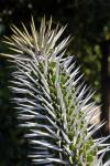 : - Alluaudia montagnacii