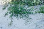 Sidney Goldgeflecht - Acacia longifolia