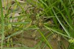 Mißgestaltetes Cypergras - Cyperus difformis