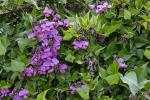 : - Dipogon lignosus