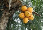 Kokospalme - Cocos nucifera