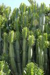 : - Euphorbia royleana
