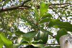 : - Glycosmis cochinchinensis