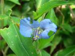 Tagblume-Commelina erecta