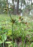 : - Juncus homalocaulis