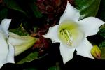 Heroldstrompete
- Beaumontia grandiflora
