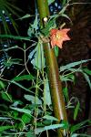 Kanaren-Glockenblume - Canarina canariensis