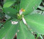 : - Costus laevis