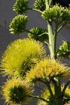 : - Agave desmettiana
