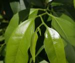 : - Celtis paniculata