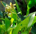 :-Dendrobium macrophyllum