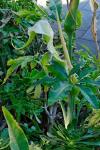 Kanaren-Schlangenwurz - Dracunculus canariensis
