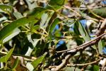 :-Eucalyptus botryoides
