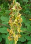 : - Crotalaria pallida