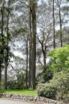 :-Eucalyptus fastigata